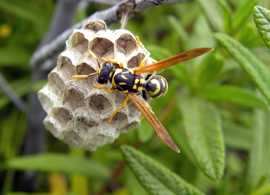 Polistes dominulus o gallicus